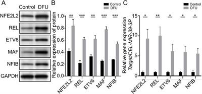 Role of M1 macrophages in diabetic foot ulcers and related immune regulatory mechanisms